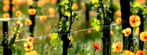 Plante-bio-indicatrice- viticulture-vin-bio-producteur